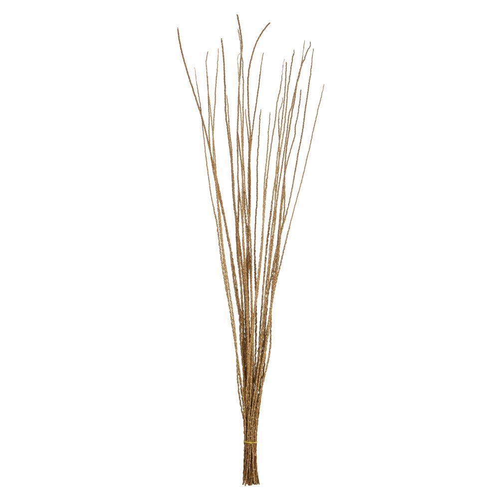 36-40” Ivory Caba Spines, 8 oz Bundle, Dried