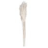 36" Bleached Plume Reed Bundle
