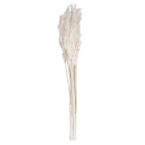 36" Bleached Plume Reed Bundle