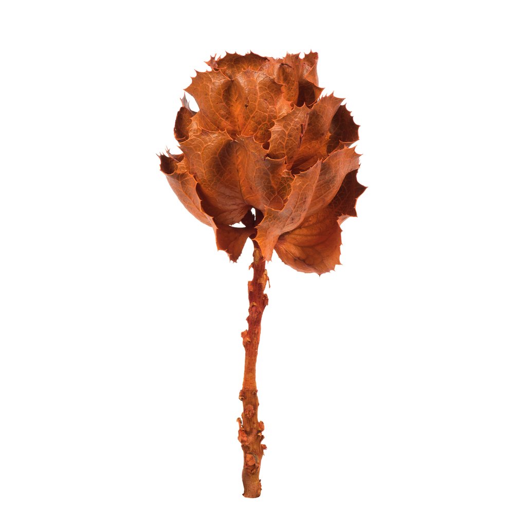 Autumn Queen Flower